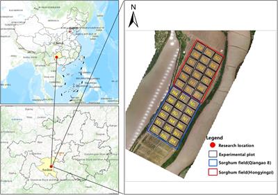 Estimation of sorghum seedling number from drone image based on support vector machine and YOLO algorithms